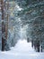 Fairy magic footpath in a snowy park with tall frozen evergreen trees of pine. Winter christmas landscape.