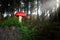 Fairy Mushroom in magical forest. Fairytale background with agaric toadstools and .red with white spots poisonous fresh mushroom