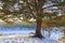 Fairy pine tree on the banks of the forest lake