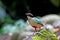 Fairy pitta, eight-color birds