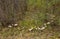 A fairy ring, also known as fairy circle, elf circle, elf ring or pixie ring is a naturally occurring ring of mushrooms.