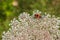 Fairy-ring Longhorn Beetle on wild carrot flower