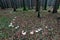 Fairy ring, mushroom circle in a primary forest