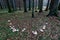 Fairy ring, mushroom circle in a primary forest