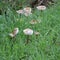 Fairy-ring-mushroom in the damp Grass