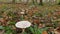 Fairy ring - Mushrooms on high legs stand nearby in a circle