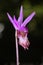 Fairy Slipper Orchid