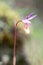 Fairy Slipper Orchid - Calypso bulbosa