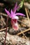 Fairy Slipper Orchid - Calypso bulbosa