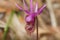 Fairy Slippers aka Venus`s Slippers, Calypso Orchid