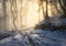 Fairy snowy forest in fog in beautiful winter at golden sunrise