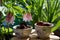 Fairy still life with cherries in cute bowls on wooden table under beautiful flowers of spotted bellflower campanula punctata