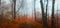 Fairy tale foggy forest during autumn moody morning