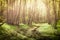 Fairy tale forest with trees and natural sunlight in the misty path thru nature