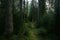 Fairy tale trail in dark green virgin forest of pine trees