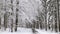 Fairy-tale Winter landscape. snow covered tree in a forest on a calm day