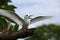 Fairy Tern Bird