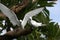 Fairy Tern Birds