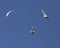 Fairy Terns