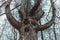 Fairy Tree Character hands branches face mystical forest fantasy