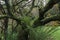 A fairy tree covered with green moss. Autumn in Wicklow, Ireland.