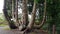 Fairy tree at Russborough House & Park
, Ireland