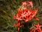 Fairy Trumpet Red Wildflowers Iipomopsis aggregata