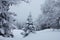 Fairy Winter Forest in Zyuratkul National Park