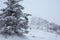 Fairy Winter Forest in Zyuratkul National Park