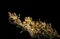 Fairy World - Cladonia Lichen Covered Branch
