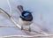 Fairy Wren