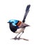 Fairy Wren Bird on the branch Watercolor Illustration Hand Painted isolated on white background