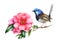 Fairy-wren bird and pink camellia flower. Garden australia bird watercolor illustration. Wren bird with tender camellia