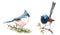 Fairy Wren and Titmouse Birds Watercolor Illustration Set Hand Drawn