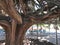 Fairyland in Lisbon. A very old tree and dwarfs