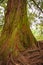 Fairytale ancient redwood giant sequoia tree in the park of Mainau island, Constance, Germany, details, closeup