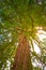 Fairytale ancient redwood giant sequoia tree in the park of Mainau island, Constance, Germany, details, closeup