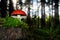 Fairytale background with agaric toadstools and moss in a ray of light