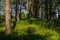 Fairytale forest sunlight and shadows, pine trees and green grass