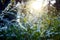 Fairytale little white spiraea thunbergii flower under the sunlight