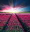 Fairytale mystical stunning magical spring landscape with tulip half a mile on the background of a cloudy sky at sunrise in