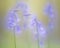 Fairytale picture of spring blue bells wild flowers
