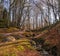 Fairytale shot of a branching beech in the bizarre-looking forest on Rügen\\\'s north-western peninsula of Wittow