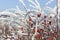 Fairytale snowy winter frosted Rose Bush with Hips