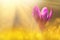 Fairytale sunlight on spring flower crocus. View of magic blooming spring flowers crocus growing in wildlife. Majestic colors of