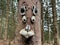 Fairytale tree, tree face, in the woods.