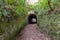 Fairytale tunnels on the South West coastpath