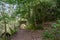 Fairytale tunnels on the South West coastpath