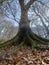 fairytale view of the big tree with roots covered with moss