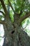 Fairytale Willow Tree
